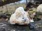 Süngomba (Hericium erinaceus), Budai-hegység